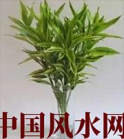 双鸭山十二生肖养什么植物最旺财运？你知道吗！